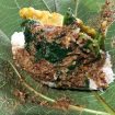 Pecel Godong Jati Ponorogo. Sumber : instagram/@nella_rachma