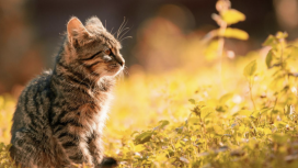 pexels/Septimiu Lupea