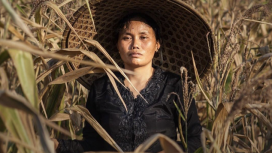 Img by The Gecko Project & Mongabay