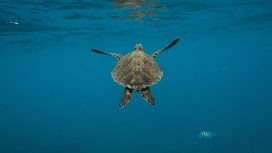 Instagram/@themagicofhappiness_