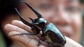 Foto : Antara/Jefri Aries.