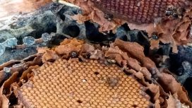 instagram/@meliponariobaron
