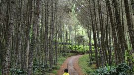 Wisata di Lembang, Jawa Barat. Foto: instagram/@haerudin_ahdi