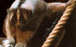 Img: org.wikipedia.id