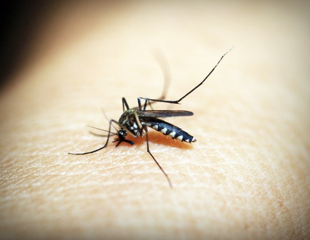 
Intip Cara Mengusir Nyamuk di Area Rumah
