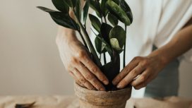 Img: pexels-valeria-ushakova