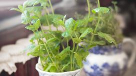 Img: Pexels/Dominika Roseclay