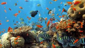 Img: Visit Indonesia