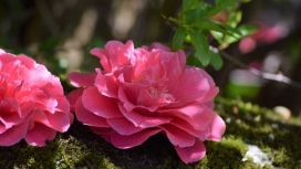 img: istockphoto.com/sonia-cervantes