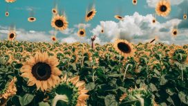 Img: Pexels/Designecologist