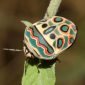 fakta unik Kumbang Picassio