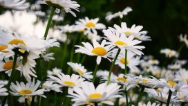 Img: Pexels/Zhang-Kaiyv