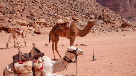 Img: Pexels/Emma-Bosley-Ritchie