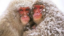 Img: commons.wikimedia.org/Pagalinpyaar