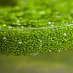 Img: ruduckweed