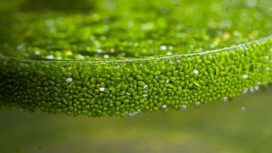 Img: ruduckweed