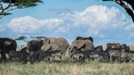 Img: Pexels/ákos-helgert