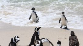 Img: Pexels-uğurcan-özmen