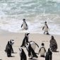 Menggemaskan! Ancol Sukses Kembangbiakkan 5 Bayi Pinguin Humboldt