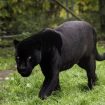 Img: World Animal Fondation 