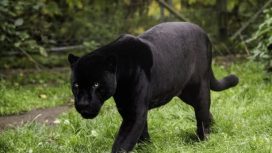 Img: World Animal Fondation 