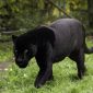 Fakta-Fakta Unik Black Panther, Hewan Langka yang Muncul di India