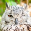 Img: Pexels/jean-van-der-meulen-