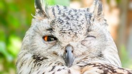 Img: Pexels/jean-van-der-meulen-