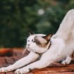 Img: pexels-tamba-budiarsana