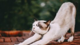 Img: pexels-tamba-budiarsana