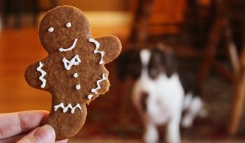 Ilustrasi Kue Kering (Img: pexels.com/noelleotto)