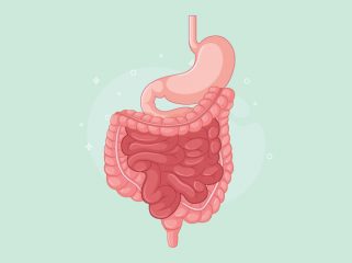 Ilustrasi Pencernaan Manusia (img: pixabay.com)