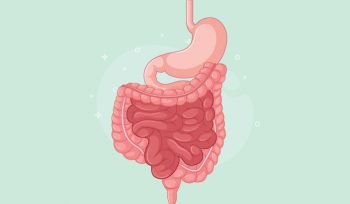 Ilustrasi Pencernaan Manusia (img: pixabay.com)