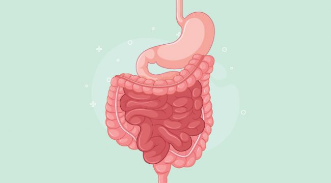 Ilustrasi Pencernaan Manusia (img: pixabay.com)