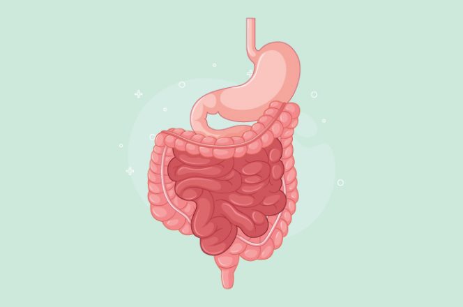
Ilustrasi Pencernaan Manusia (img: pixabay.com)