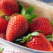 Ilustrasi Strawberry (img: pexels.com by pixabay