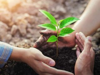 Ilustrasi Menanam Tumbuhan (img: pixabay.com)