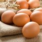Ilustrasi Telur (img: hellosehat.com)