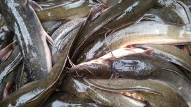 Ilustrasi Kesehatan Ikan (img: akunbiz.com)