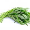 Ilustrasi Kangkung (img: umsu.ac.id)