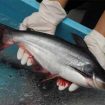 Ilustrasi Panen Patin (img: finansialku.id)