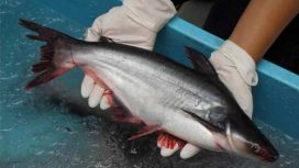 Ilustrasi Panen Patin (img: finansialku.id)