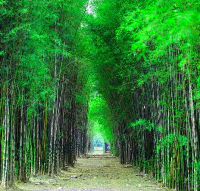 
Tempat Wisata Instagramable untuk Foto Estetik