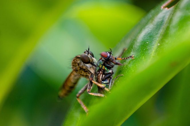 
Fakta Menarik tentang Serangga yang Tak Terduga