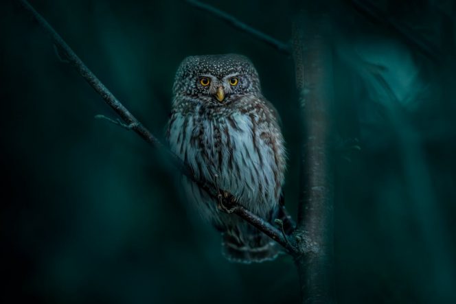 
Fakta Unik tentang Hewan Nokturnal di Malam Hari