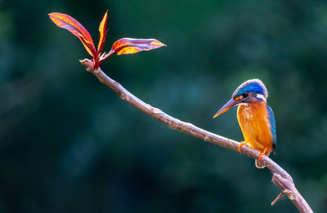 
Fakta Menarik tentang Burung yang Jarang Diketahui