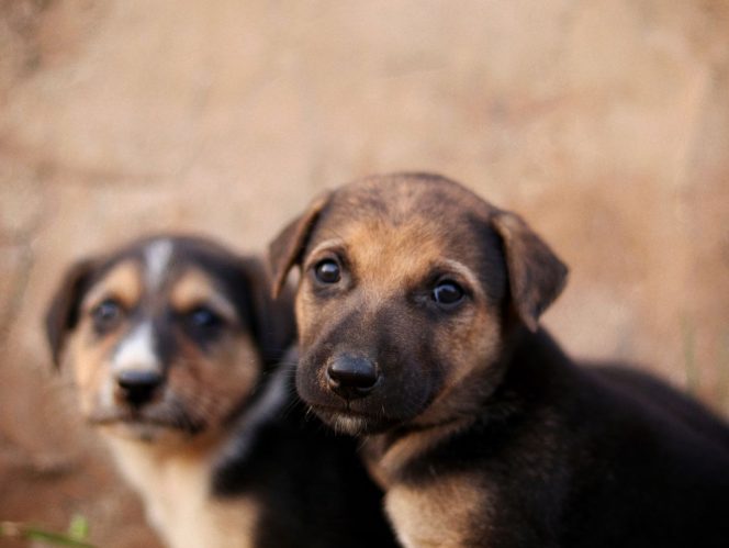 
Fakta Unik tentang Anjing yang Menggemaskan