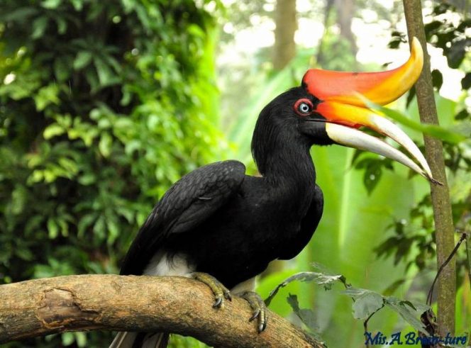 
Mengapa Burung Bisa Tidur di Ranting Tanpa Jatuh