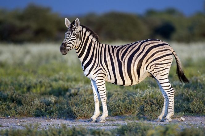 
Alasan Zebra Memiliki Pola Garis Hitam Putih
