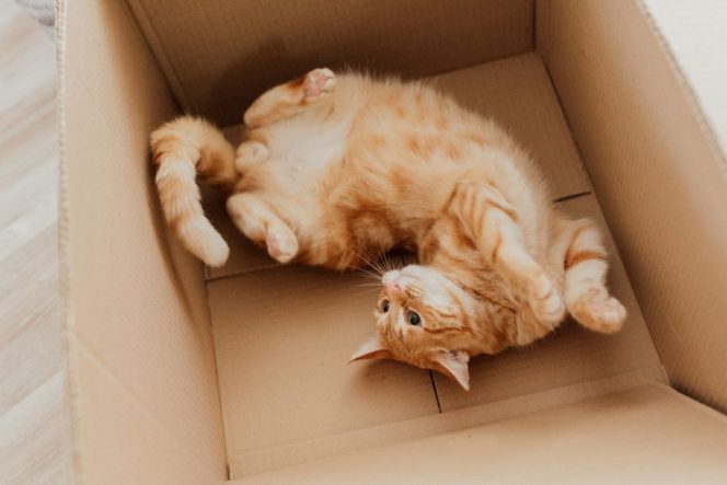 
Alasan Kucing Suka Masuk Kardus Kecil